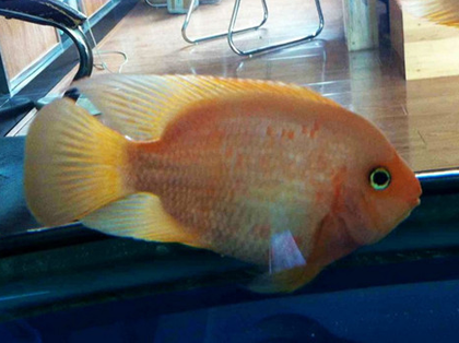 鹦鹉鱼立鳞病怎么治疗 要注意水质的调理