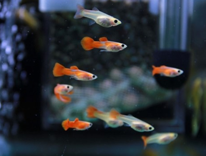 孔雀鱼的寿命有多长 平均寿命在2年左右