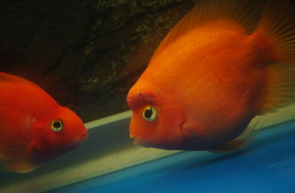 鹦鹉鱼体内寄生虫怎么治疗 保持水质良好