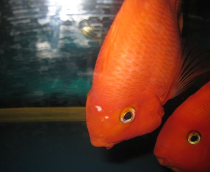 鹦鹉鱼头洞病怎么治 该病因水质差引起