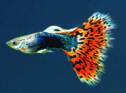 孔雀鱼对水质的要求 孔雀鱼喜欢偏硬的水