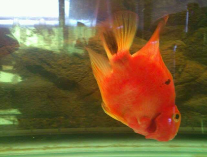 鹦鹉鱼翻鳃的原因 一定要加强过滤