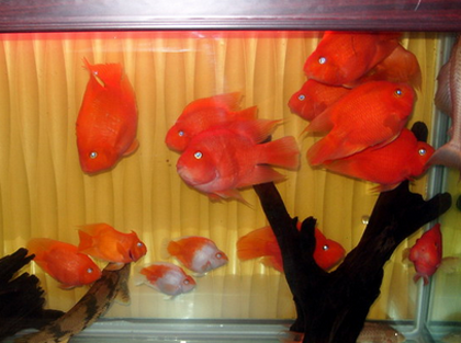 鹦鹉鱼烂鳞怎么办 建议饲主先停食