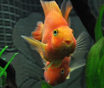 鹦鹉鱼水霉病怎么治 注意及时的治疗