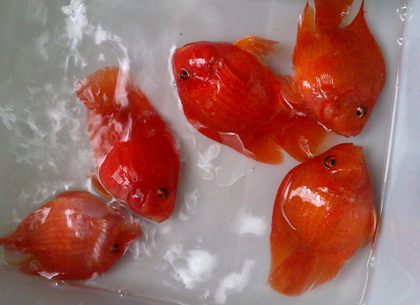 鹦鹉鱼失鳔怎么办 需要单独隔离饲养