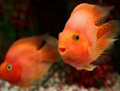 红鹦鹉鱼怎样繁殖 掌握繁殖技巧