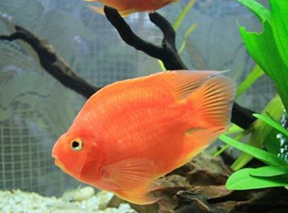 鹦鹉鱼吃多少合适 每天喂养它一次即可