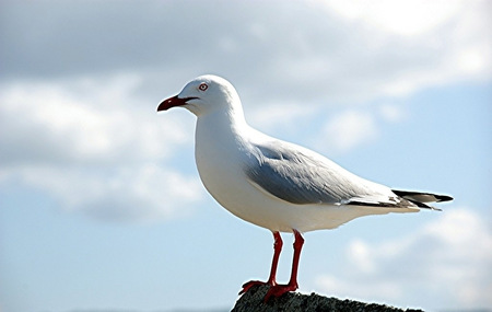鸽瘟怎么办 靠免疫使机体来防止鸽瘟