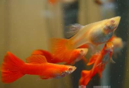 孔雀鱼幼鱼怎么养 活饵料是最佳选择