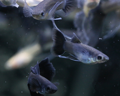 孔雀鱼怎样换水 换水的速度一定要慢