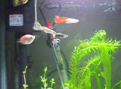 刚生的孔雀鱼怎么养 最好以活饵为主