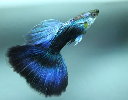 孔雀鱼怎么正确喂食 需要定时定量喂食