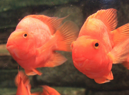 鹦鹉鱼肠炎怎么办 要有规律的换水