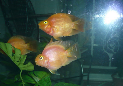 鹦鹉鱼白点病怎么治 季节变化时节易发生