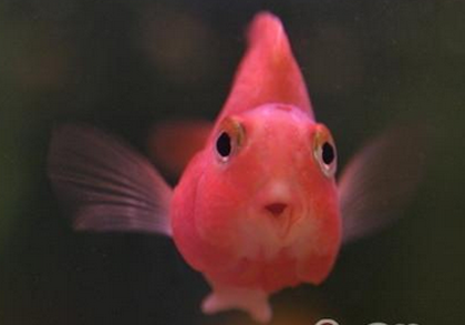 鹦鹉鱼不吃食怎么办 找出原因对症下药