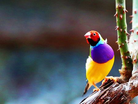 怎样治疗鸟眼的疾病 移到暗处减少光线刺激