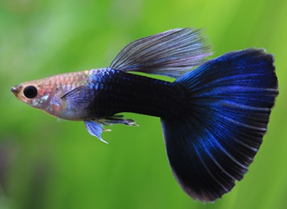 孔雀鱼好养吗 该鱼饲养难度不大