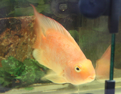 鹦鹉鱼体外寄生虫怎么治 做好预防的工作