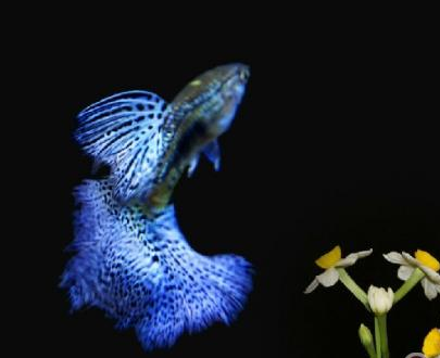 孔雀鱼温度控制多少度合适 在28度左右