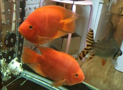 金刚鹦鹉鱼可以繁殖吗 该鱼是杂交的产物