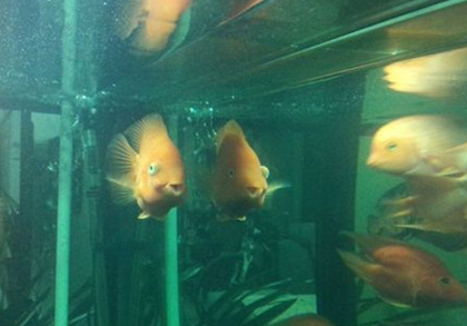 鹦鹉鱼凸眼病怎么治疗 及早发现及早治疗