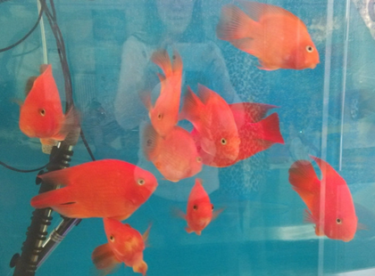 鹦鹉鱼蒙眼病怎么治 大多因水质恶化造成