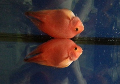 鹦鹉鱼烂鳃病如何治疗 进行隔离治疗