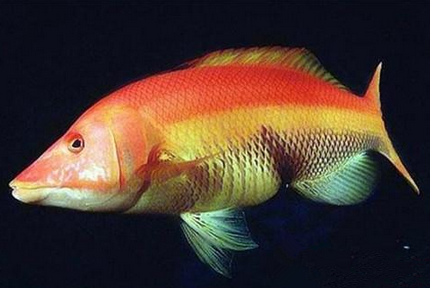 赤红龙水霉病怎么治疗 清理过滤系统