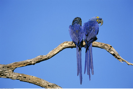 小鸟生病怎么办 及时补充水分及电解质