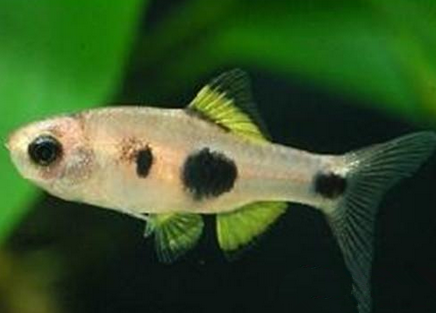 大点鲫怎么养 可以适应相对较低的水温