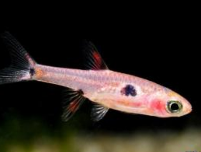 大点鲫疾病怎么预防 注意水质清洁