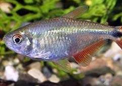 黑十字鱼吃什么 黑十字鱼的胃口大