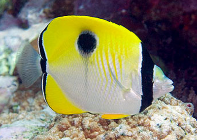 单斑蝴蝶鱼吃什么 属于杂食性的海水鱼