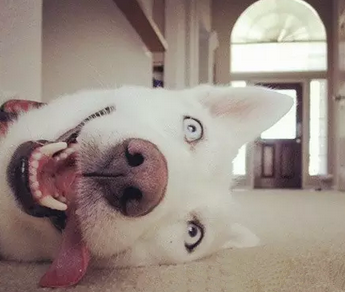 我是二哈，二哈是我，我就是爱发呆！