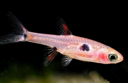 大点鲫吃什么 能接受小颗粒的干饵