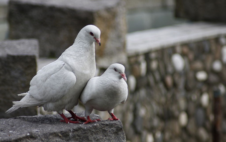 信鸽疫苗注射要注意什么 保证鸽子体质健康