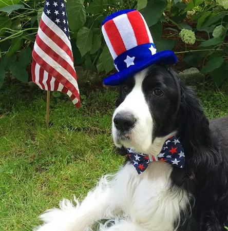 领结配高帽，彰显贵族风范！