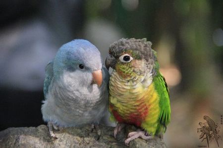 笼养鸟疾病防治 家禽鸟类副伤寒的诊治