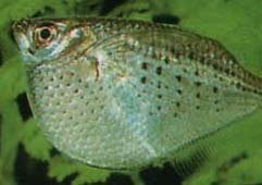 石斧鱼吃什么 最好生物饵料掺杂投喂