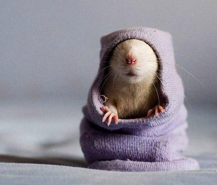 萌爆了小仓鼠