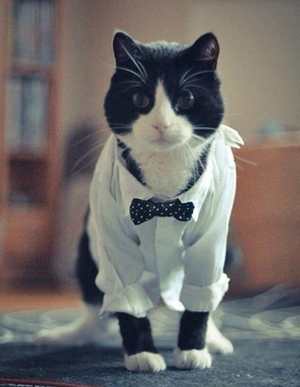 喵星人什么时候成仆人了？