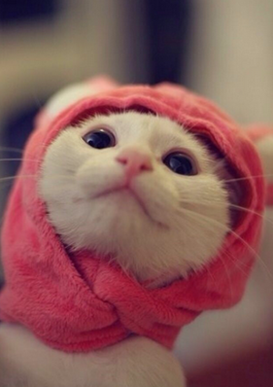 哪里来的小菇凉