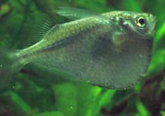 石斧鱼怎么养 保证优良的水质环境