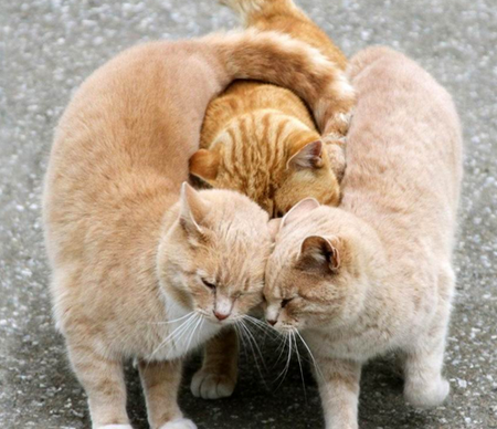 这就是传说中的三角恋？