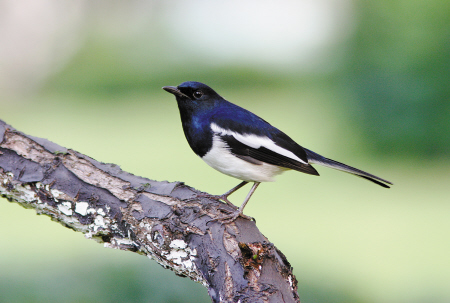 鹊鸲如何饲养 鹊鸲为中型的食虫笼鸟