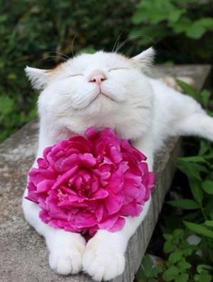 热恋中的喵星人