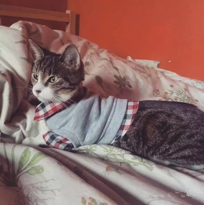 天冷了，还不给自家猫添件衣裳