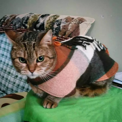 天冷了，还不给自家猫添件衣裳