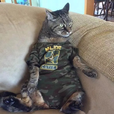 天冷了，还不给自家猫添件衣裳