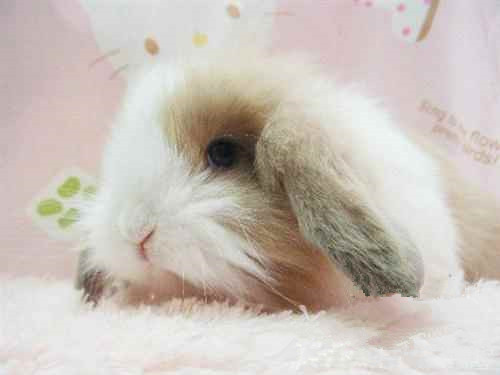 如何训练香槟兔大小便 只要有耐心和决心